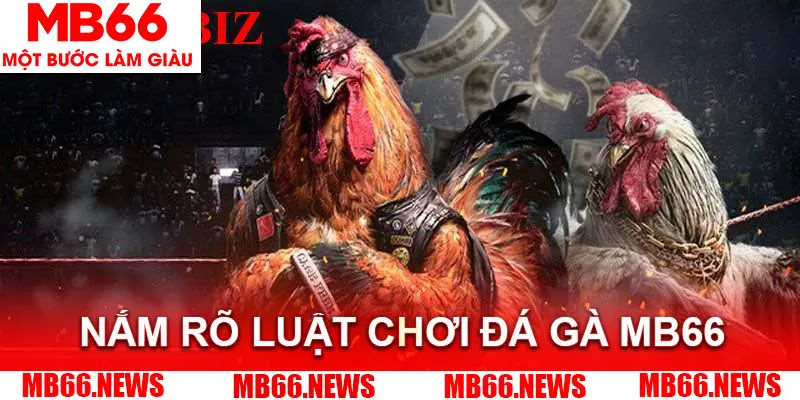Nắm rõ luật chơi đá gà MB66 để cá cược an toàn